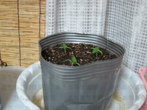 我が家でミニ野菜をつくる2010/05/31間引き後