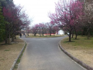 2013年豊橋向山緑地梅まつり