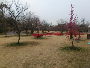 2013年豊橋向山緑地梅まつり