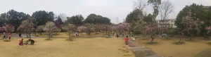 2013年豊橋向山緑地梅まつりパノラマ
