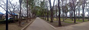 1キロ公園の桜パノラマ