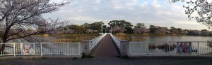 向山大池公園の桜パノラマ