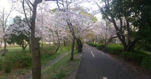 岩田運動公園の桜 遊歩道