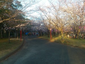 向山公園の桜(2)2014/03/28