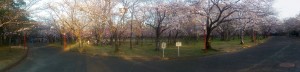 向山公園の桜(3)2014/03/28