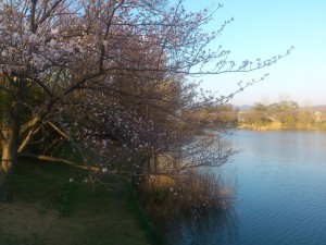 大池公園の桜(1)2014/03/28