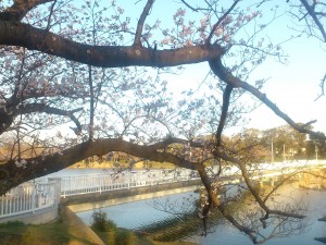 大池公園の桜(2)2014/03/28