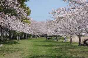 岩田運動公園の桜1