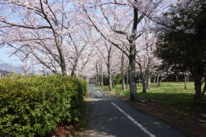 岩田運動公園の桜2