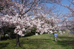岩田運動公園の桜3