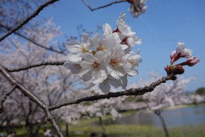 岩田運動公園の桜4