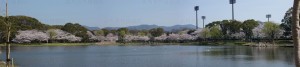 岩田運動公園の桜パノラマ