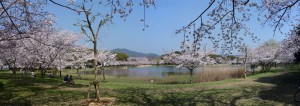 岩田運動公園の桜パノラマ