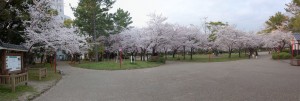 2014 豊橋公園の桜パノラマ1