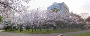 2014 豊橋公園の桜パノラマ2