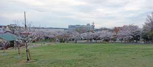 2014岩屋緑地の桜2 パノラマ