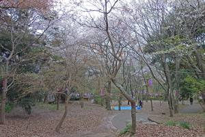 2014岩屋緑地の桜3