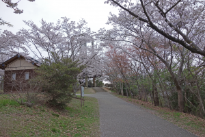 2014岩屋緑地の桜4