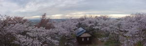 2014岩屋緑地の桜5 パノラマ