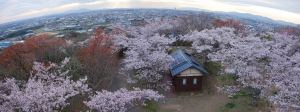 2014岩屋緑地の桜6 パノラマ
