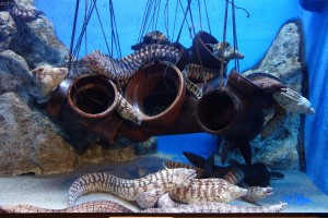 竹島水族館：ウツボ各種