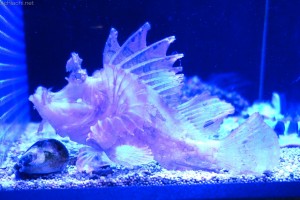 竹島水族館：ボロカサゴ