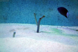 竹島水族館：チンアナゴ