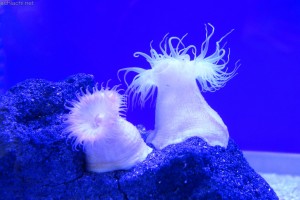 竹島水族館：イソギンチャク