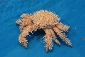 竹島水族館：イガグリガニ