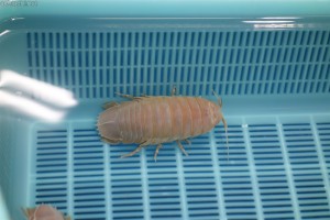 竹島水族館：オオグソクムシ