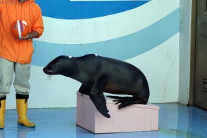 竹島水族館：アシカショー１