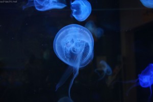 竹島水族館：ミズクラゲ