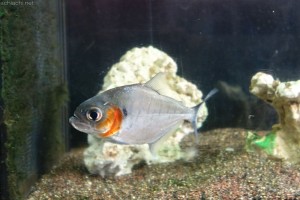 竹島水族館：ヒュメラリス・ピラニア