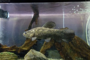 竹島水族館：ブラック・タライロン