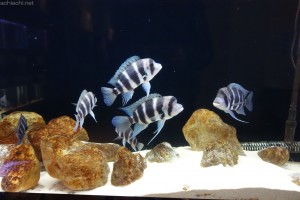 竹島水族館：キフォティラピア・フロントーサ