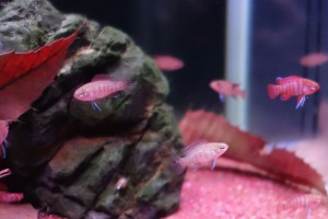 竹島水族館：スカーレット・ジェム
