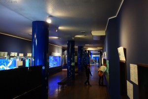 竹島水族館　館内２