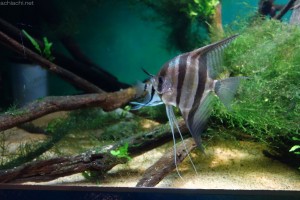 竹島水族館：アルタム・エンゼル