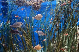 竹島水族館：メジナなど