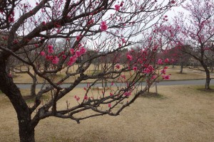 向山梅林園うめまつり アップ1