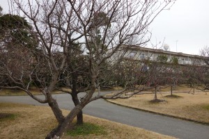 向山梅林園うめまつり アップ2