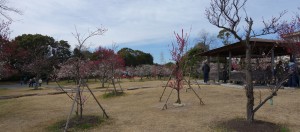 向山うめまつり