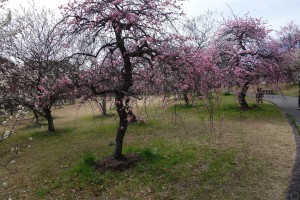 向山うめまつり
