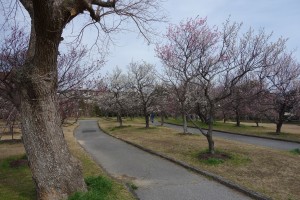 向山うめまつり