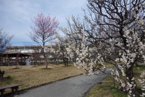 向山うめまつり