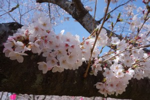 豊橋市向山緑地公園さくらまつりアップ
