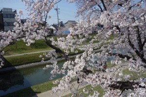 岡崎公園の桜アップ