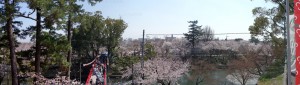 岡崎公園の桜パノラマ