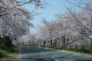 豊橋競輪前の桜