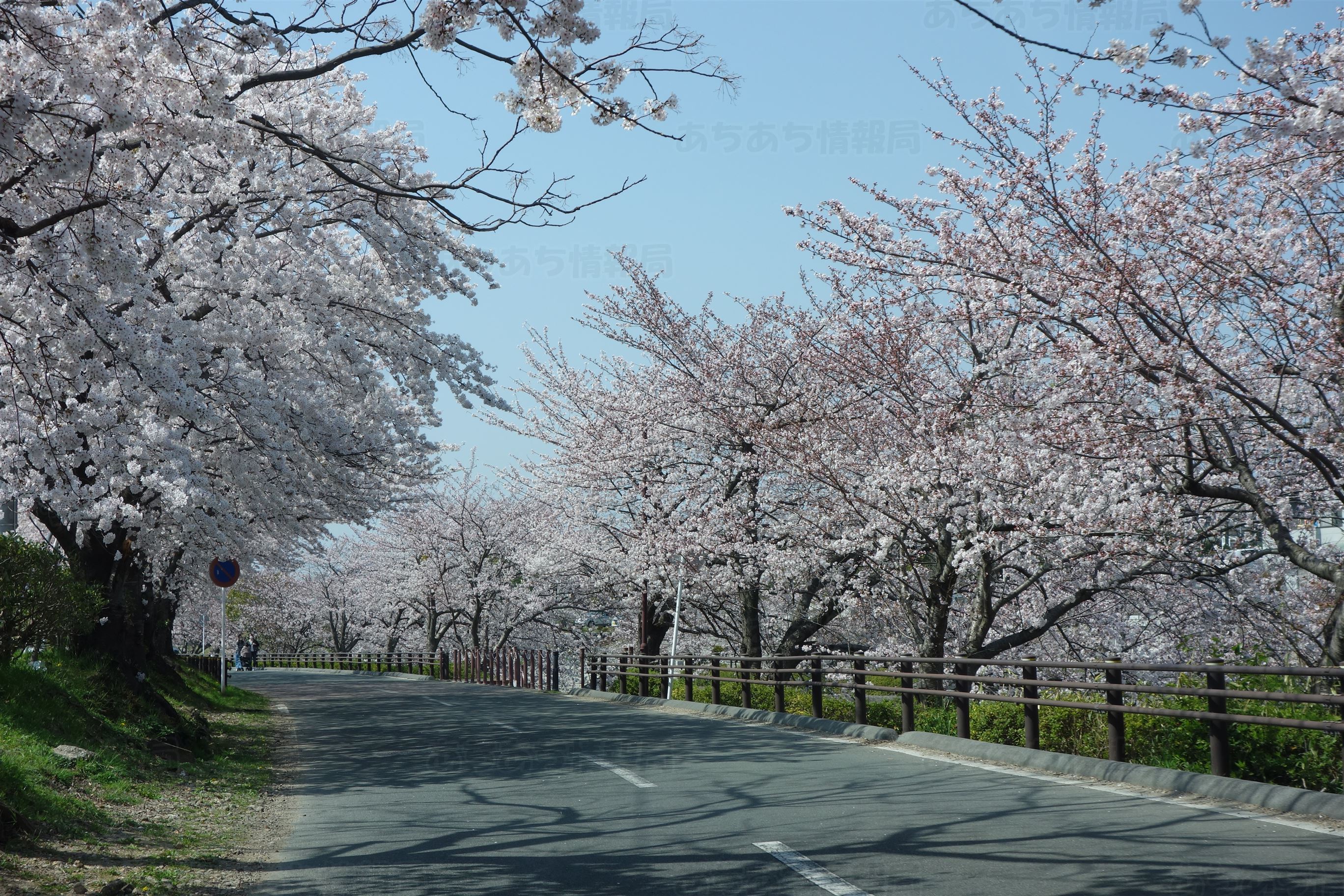 豊橋競輪前の桜 あちあち情報局 日記帳
